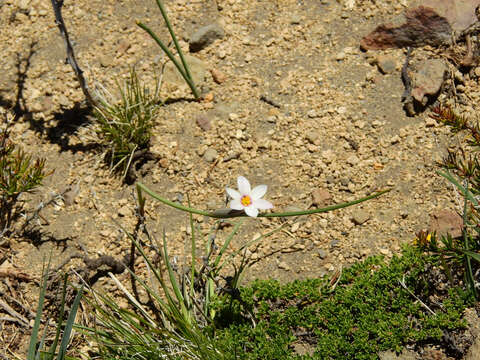 Imagem de Olsynium junceum (E. Mey. ex C. Presl) Goldblatt