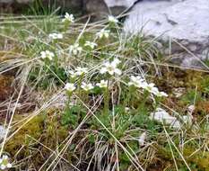 Plancia ëd Saxifraga androsacea L.