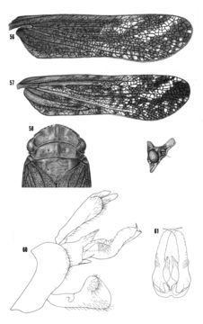 Image of <i>Cyrpoptus reineckei</i> Van Duzee 1909
