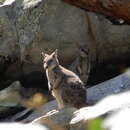 Image of Mount Claro Rock Wallaby