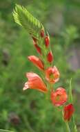 Gladiolus densiflorus Baker resmi