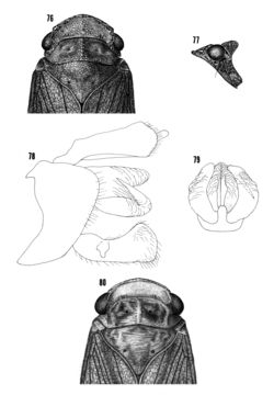 Image of <i>Cyrpoptus nubeculosus</i>