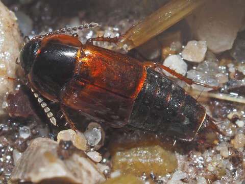 Image of Tachinus (Tachinus) proximus Kraatz 1855