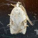 Acleris ulmicola Meyrick 1930的圖片