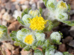 Image of Pringle's woolly sunflower