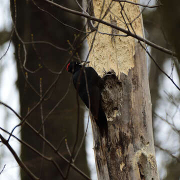 Image of Black Woodpecker