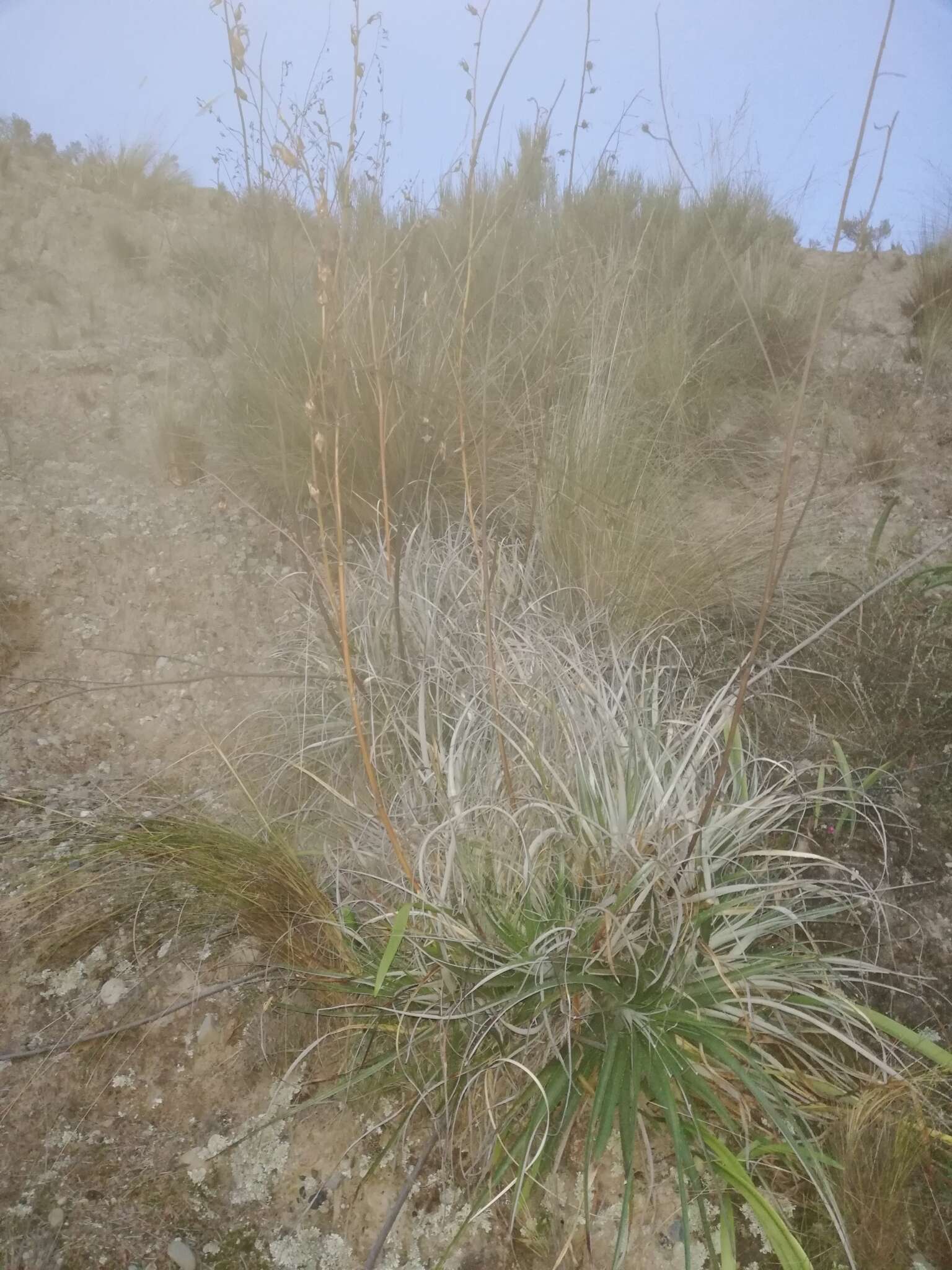 Imagem de Puya cochabambensis R. Vásquez & Ibisch