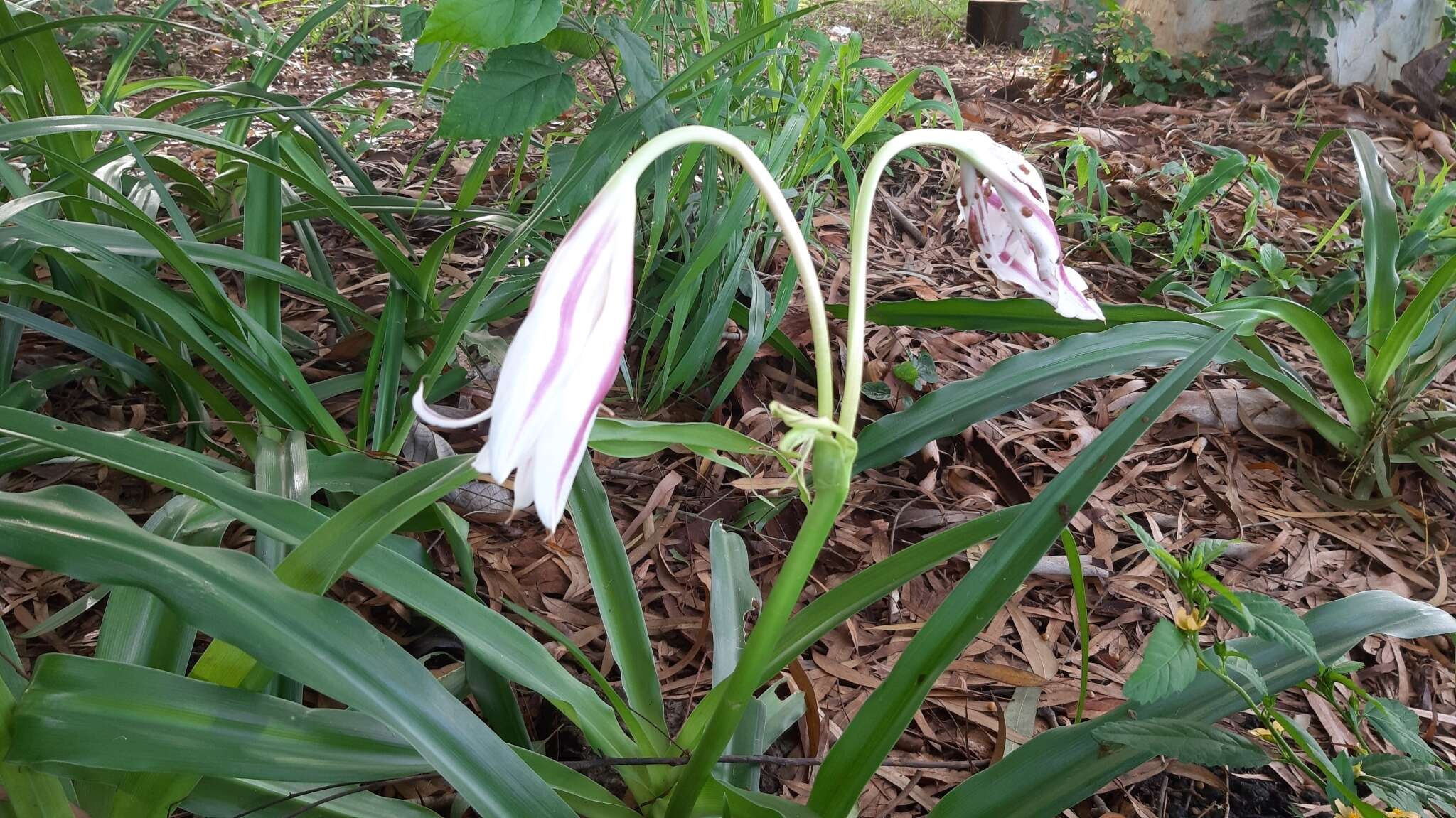 Crinum ornatum (Aiton) Herb. resmi