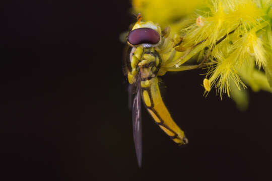 Image of Allograpta (Allograpta) calopa (Loew 1858)