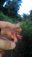 Image of Hypenia macrantha (A. St.-Hil. ex Benth.) Harley