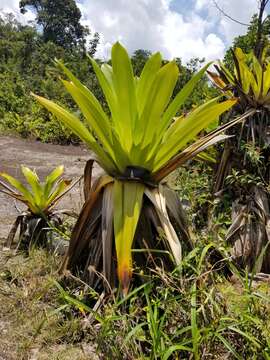 Image of Brocchinia micrantha (Baker) Mez