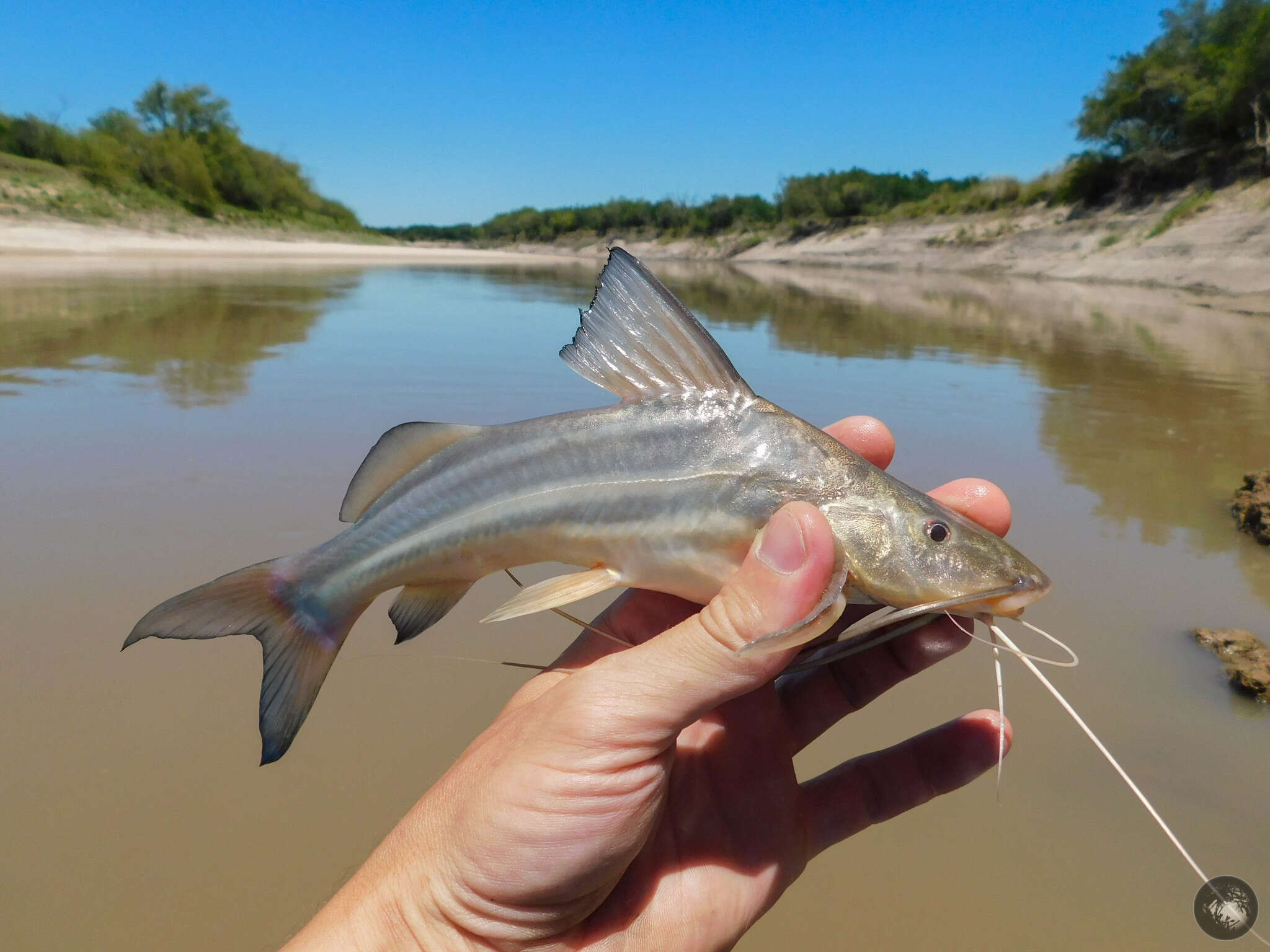 Image of Catfish