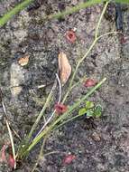 Image de Drosera microphylla Endl.