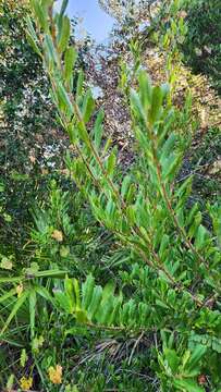 Plancia ëd Ilex opaca var. arenicola (Ashe) Ashe