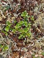 Salix berberifolia subsp. tschuktschorum (A. Skvorts.) Worosch.的圖片