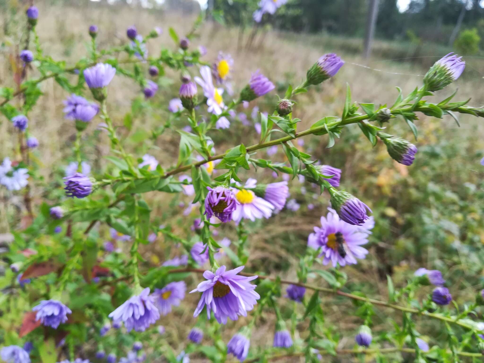 Image of Symphyotrichum versicolor (Willd.) G. L. Nesom