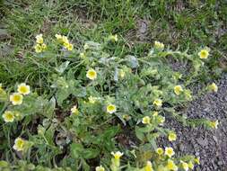 Image of Nonea alpestris (Stev.) G. Don fil.