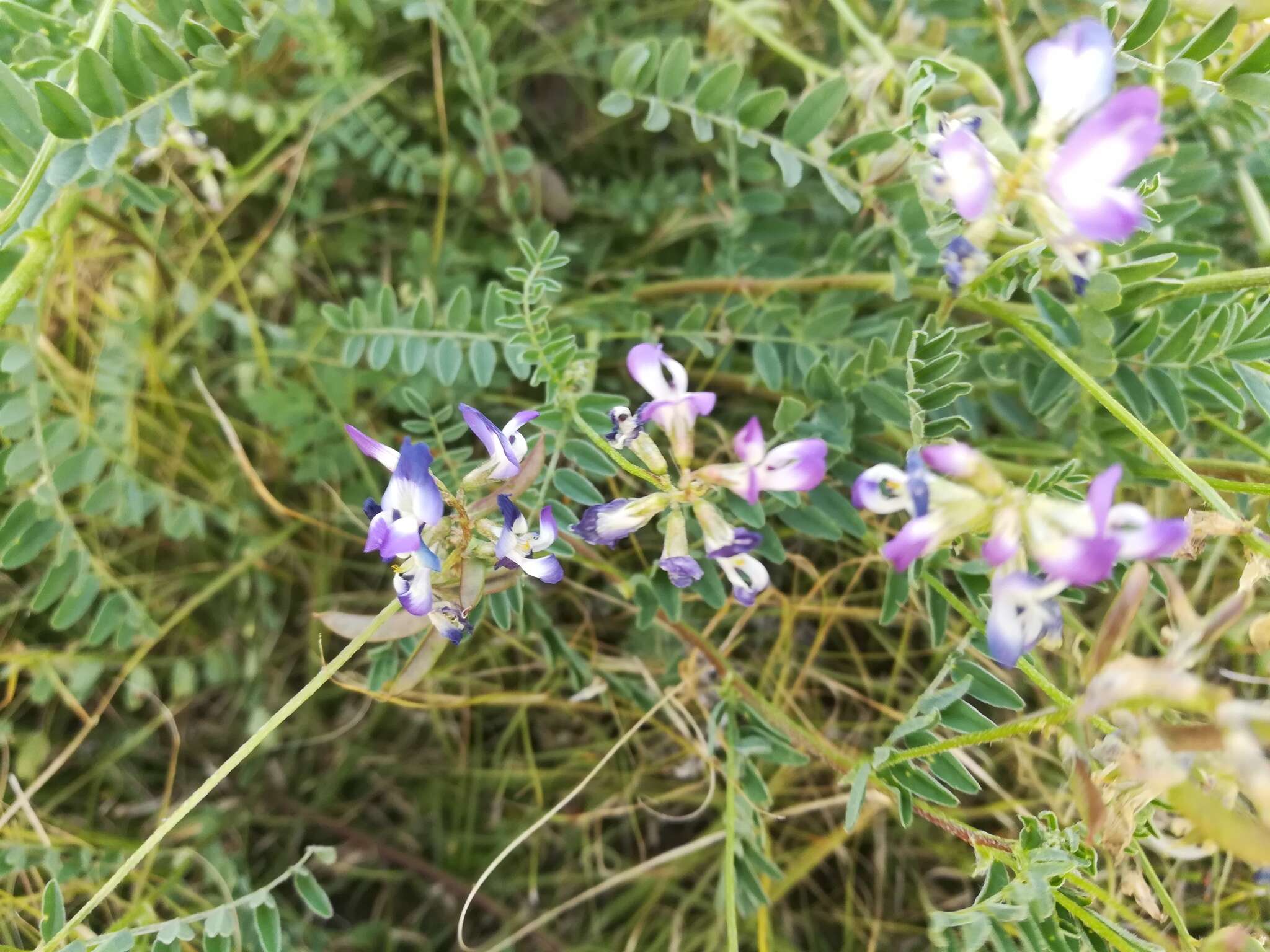 Image of Emory's milkvetch