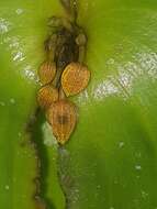 Imagem de Pleurothallis cordata (Ruiz & Pav.) Lindl.