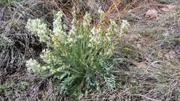 Image of white locoweed