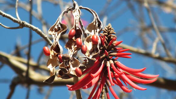 Image of American coral tree