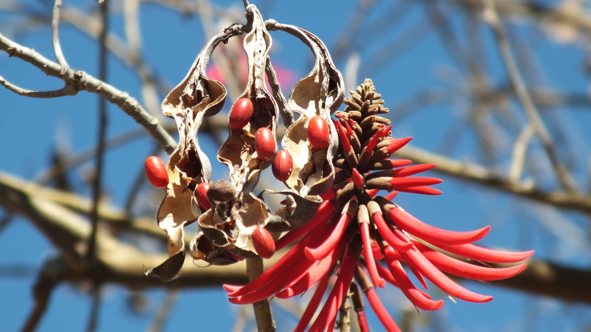 Image de Erythrina americana Mill.