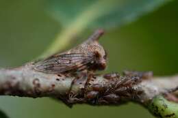 Imagem de Platycotis (Lophopelta) tuberculata Fairmaire 1846