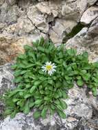 Image of Garrett's fleabane