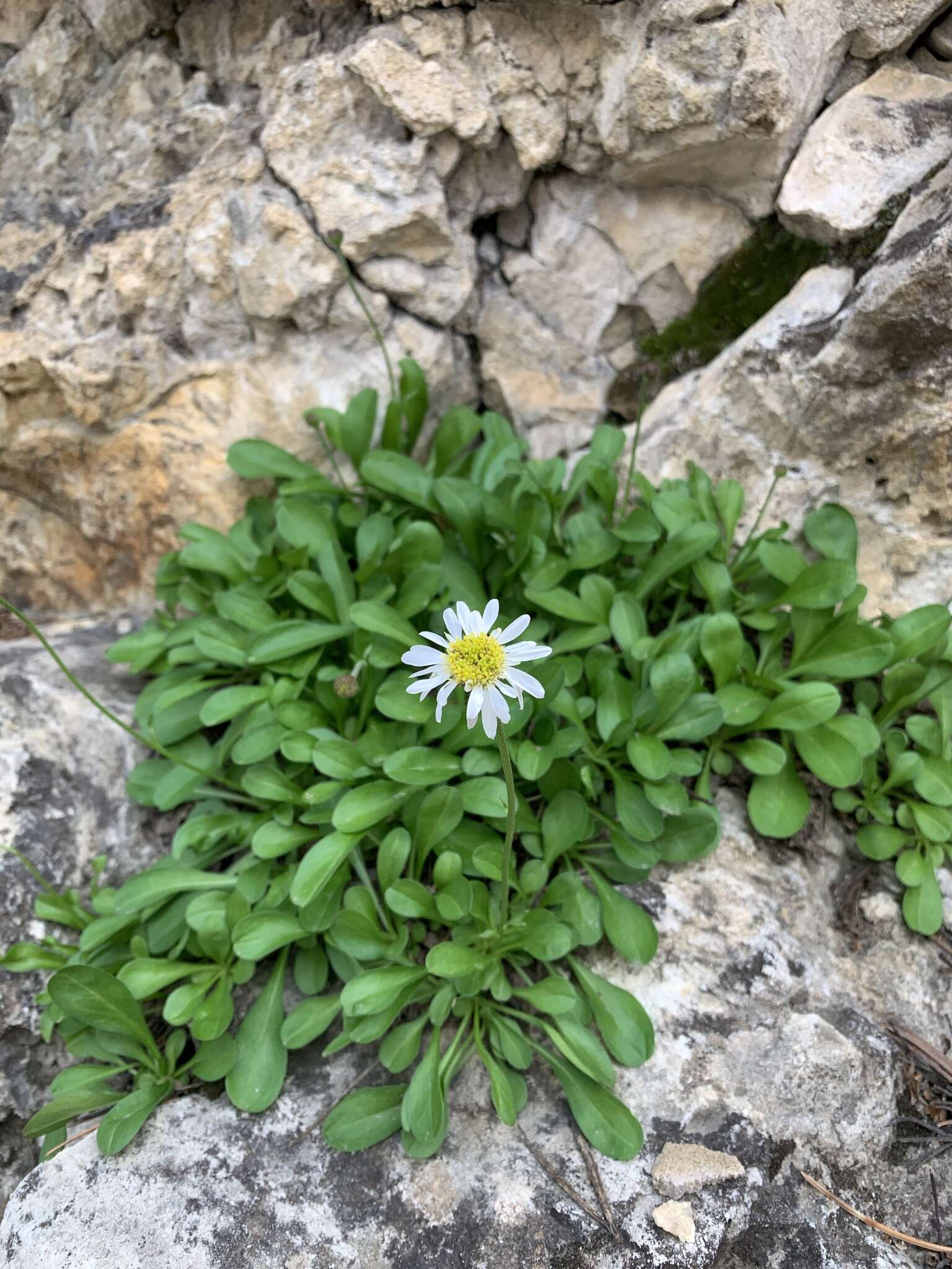 Image de Erigeron garrettii A. Nels.