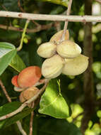 Image de Sterculia parviflora Roxb.