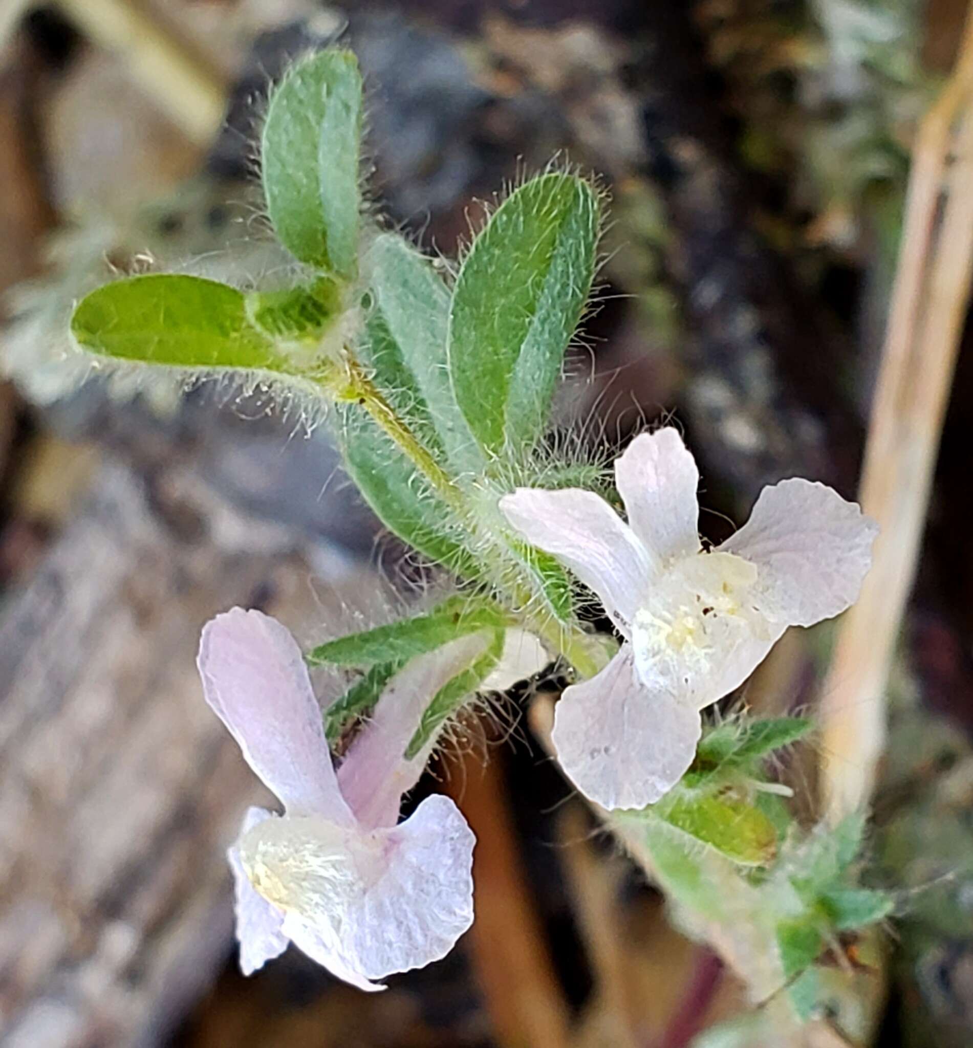 Image of Antirrhinum vexillocalyculatum subsp. intermedium D. M. Thompson