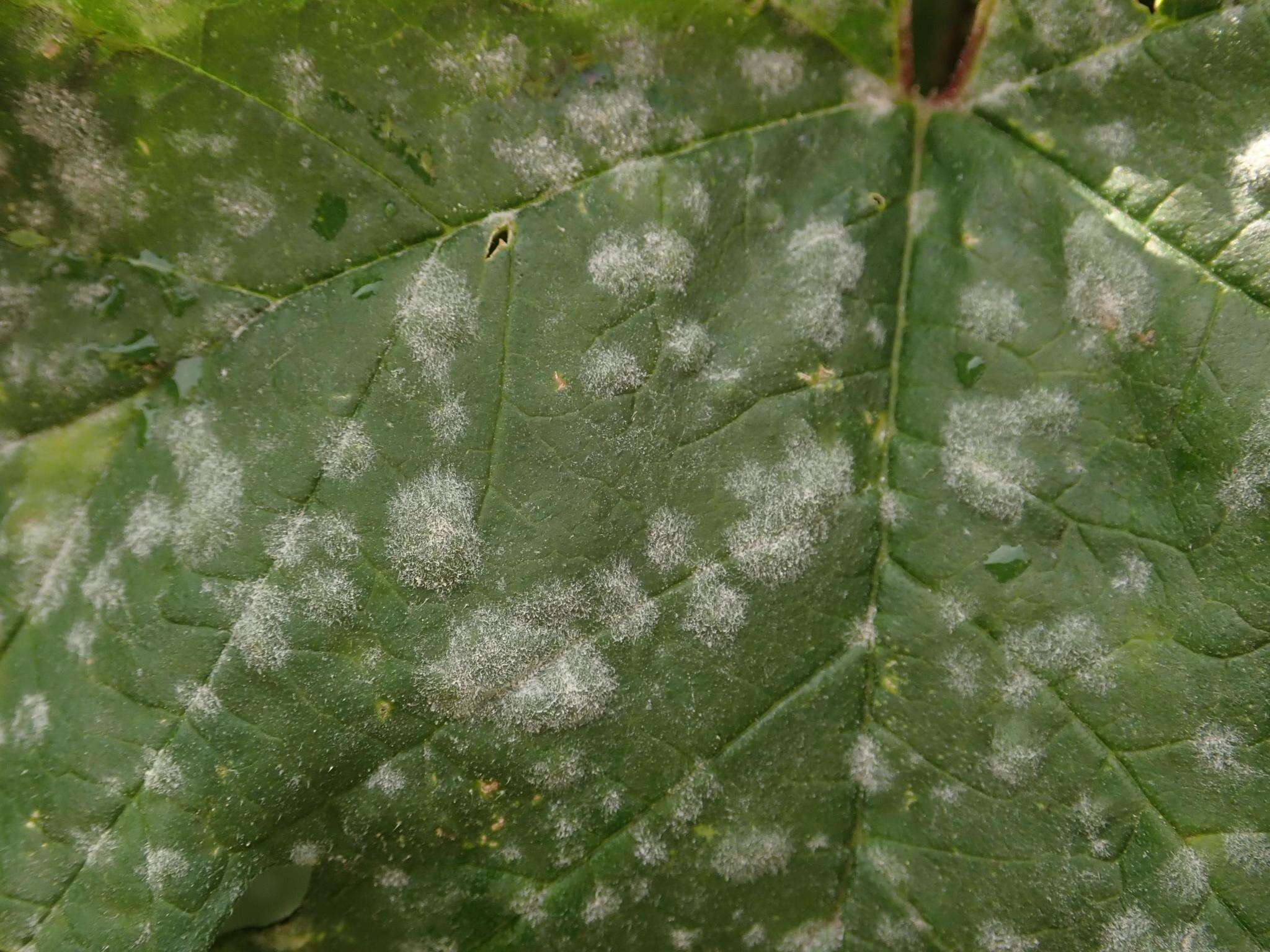 Image of Powdery mildew