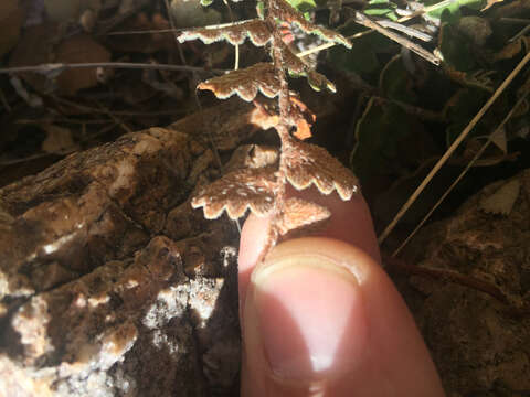 Image of wavy scaly cloakfern