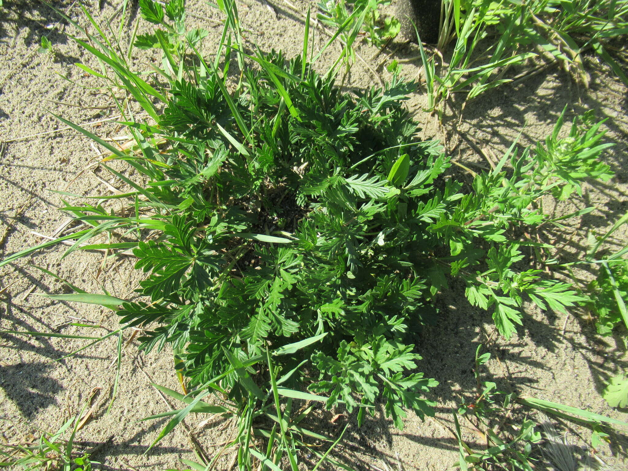 Image of Potentilla angarensis Popov