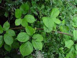 Image of Rubus rhombifolius Weihe ex Boenn.