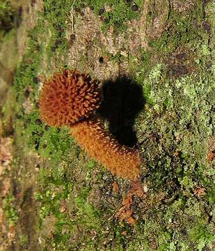 Image of Leucopholiota