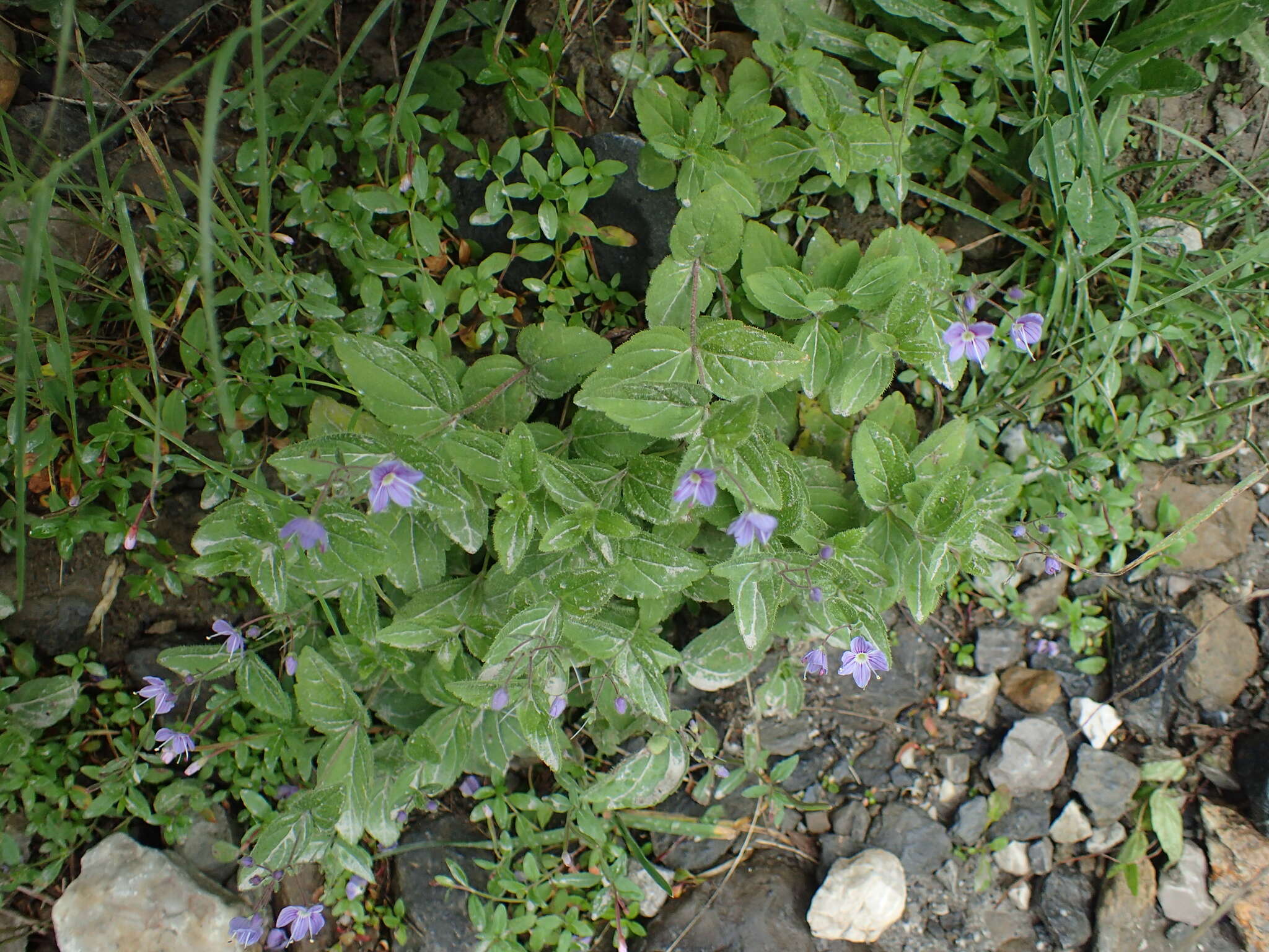 Image of Veronica ponae Gouan