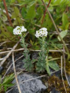 Image of twisted draba