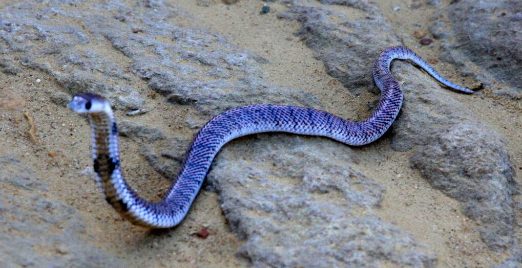 Image of Cape Coral Snake