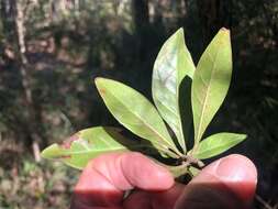 Plancia ëd Psychotria daphnoides A. Cunn. ex Hook.