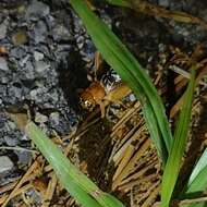 Image of Common Short-tailed Cricket