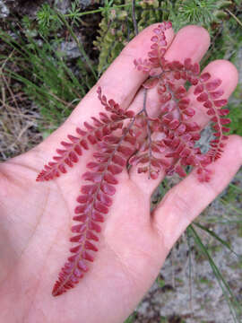 Image of rough maidenhair