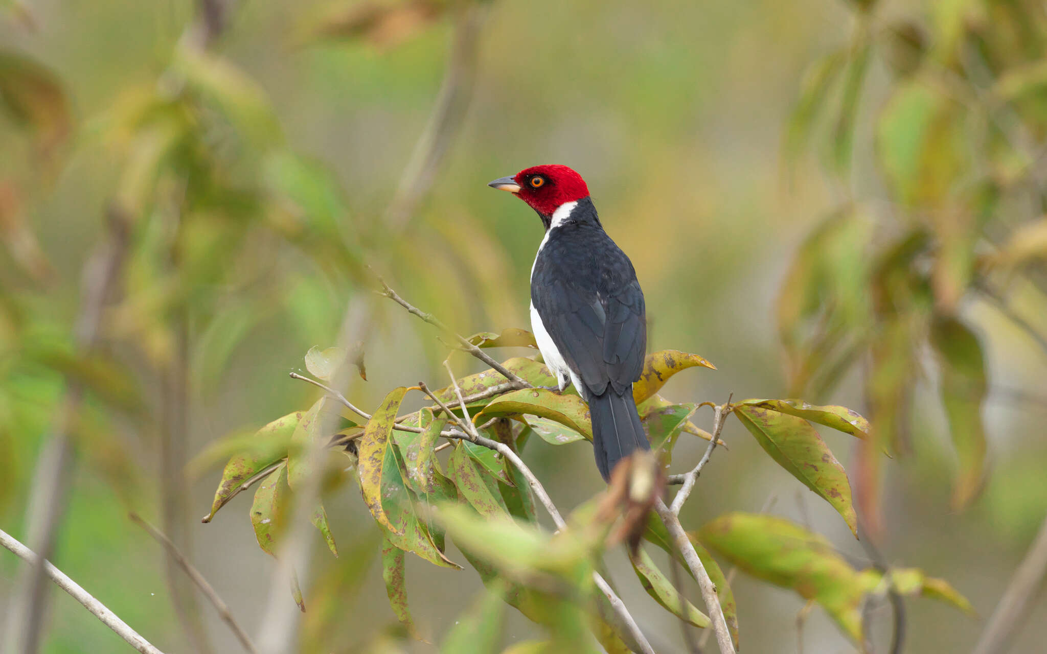 Image of Red-capped Cardinal