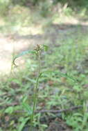 Imagem de Euchiton gymnocephalus (DC.) Holub