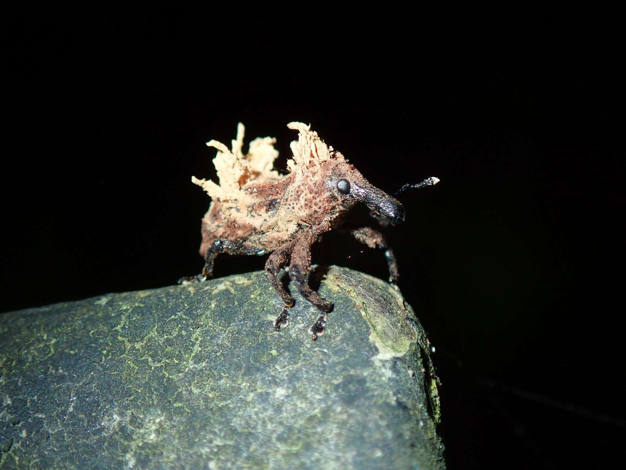 Image of <i>Cylindralcides saundersii</i> (Pascoe 1870)