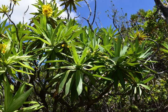 Image of Hibbertia baudouinii Brongn. & Gris