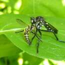 Image de Saropogon clarkii Hutton 1901