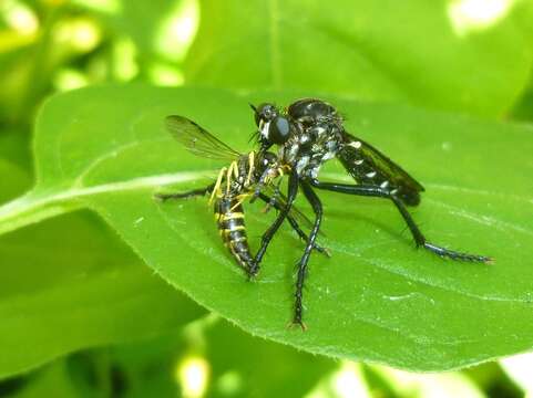 Image de Saropogon clarkii Hutton 1901