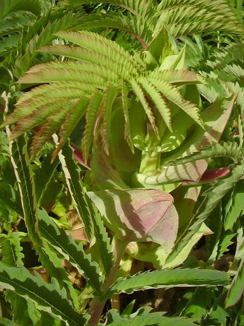 Image de Melianthus major L.