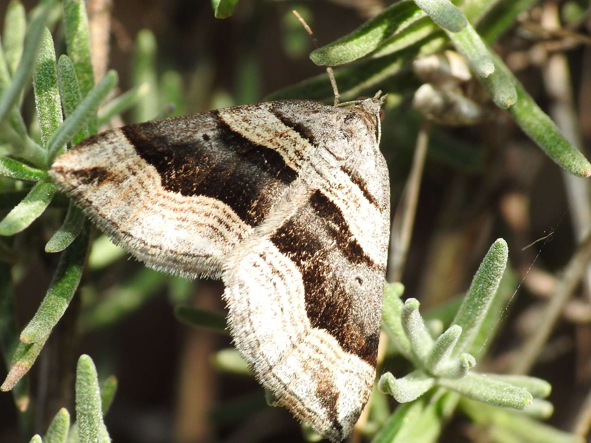 Image of Scotopteryx peribolata Hübner